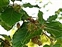 Leaf, Fagus sylvatica