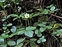 Plant, Fragaria vesca