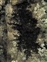 Marchantiophytes, Frullania fragilifolia