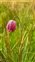 Neutral grassland, Fritillaria meleagris