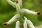 Plants thought to be native to the British Isles, Fumaria capreolata