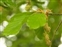 Leaf, Fagus sylvatica