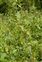 Plant, Frangula alnus