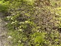 Gymnocarpium dryopteris