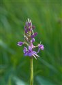 Gymnadenia borealis