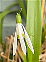 Galanthus woronowii
