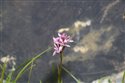 Chalk Fragrant Orchid (guest image)