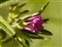 Flowering plants excl. Grasses, sedges and rushes., Geranium dissectum