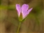 Flowering plants excl. Grasses, sedges and rushes., Geranium dissectum