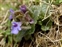 Wild-growing plants and fungi of the British Isles, Glechoma hederacea