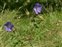Fruit, Geranium pratense