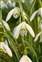 Cultivated plants, Galanthus nivalis