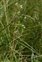 Plant, Galium uliginosum