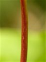 Hypericum androsaemum