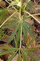 Helleborus foetidus