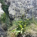 Hieracium sp.