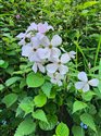 Hesperis matronalis