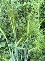 Hordeum distichon