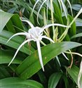 Hymenocallis littoralis