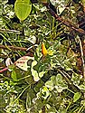 Marsh St John's-wort (guest image)