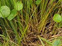 Hydrocotyle vulgaris