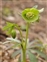 Flowering plants excl. Grasses, sedges and rushes., Helleborus viridis
