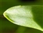 Leaf, Hyacinthoides italica