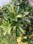 Plants of Asia, Heptapleurum arboricola