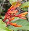 Hamelia, Hamelia patens