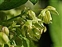 Flowering plants excl. Grasses, sedges and rushes., Humulus lupulus