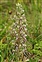 Flowering plants excl. Grasses, sedges and rushes., Himantoglossum hircinum