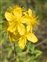 Wild-growing plants and fungi of the British Isles, Hypericum maculatum
