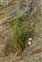 Wild-growing plants and fungi of the British Isles, Hypericum maculatum