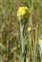 Helichrysum, Helichrysum arenarium