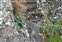 Flowering plants excl. Grasses, sedges and rushes., Hieracium stenopholidium