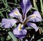 Iris, Iris unguicularis