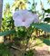 Taxonomic plant kingdom, Ipomoea carnea