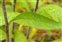 Leaf, Inula conyzae