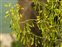 Flower, Isatis tinctoria