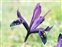 Cultivated plants, Iris