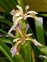 Flower, Iris foetidissima