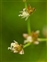 The Rush family, Juncaceae, Juncus acutiflorus