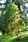 Juniperus, Juniperus recurva