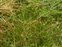 Habitat, Juncus squarrosus