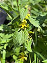 Yellow Archangel