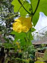 Luffa acutangula