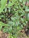 Lonicera henryi