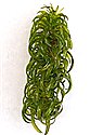 Curly Waterweed (guest image)