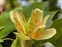Magnoliales, Liriodendron tulipifera