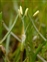 The Plantain family, Plantaginaceae, Littorella uniflora